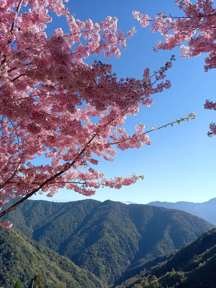 森境果園的櫻花盛開，背景是北橫層疊的山稜
