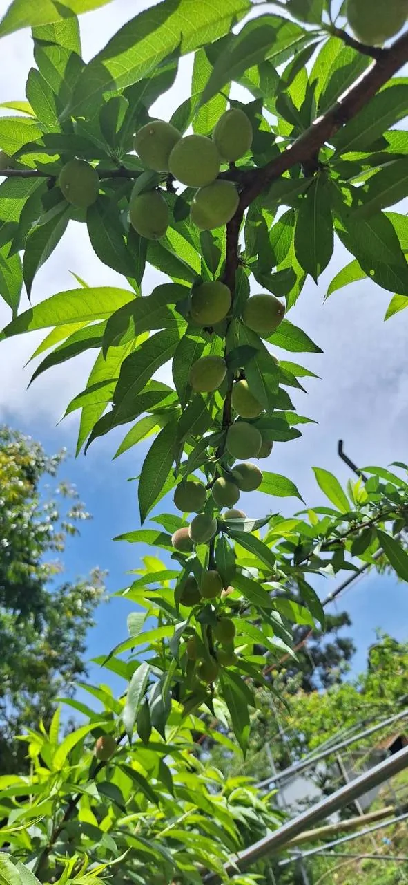 拉拉山果園裡套袋中的水蜜桃樹